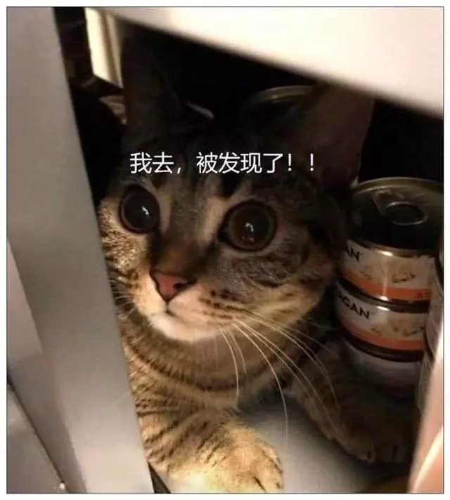 「半夜拿宵夜」被抓包!吃貨貓「抬下巴+吊眼珠」:你敢說出去就...