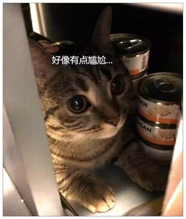「半夜拿宵夜」被抓包!吃貨貓「抬下巴+吊眼珠」:你敢說出去就...