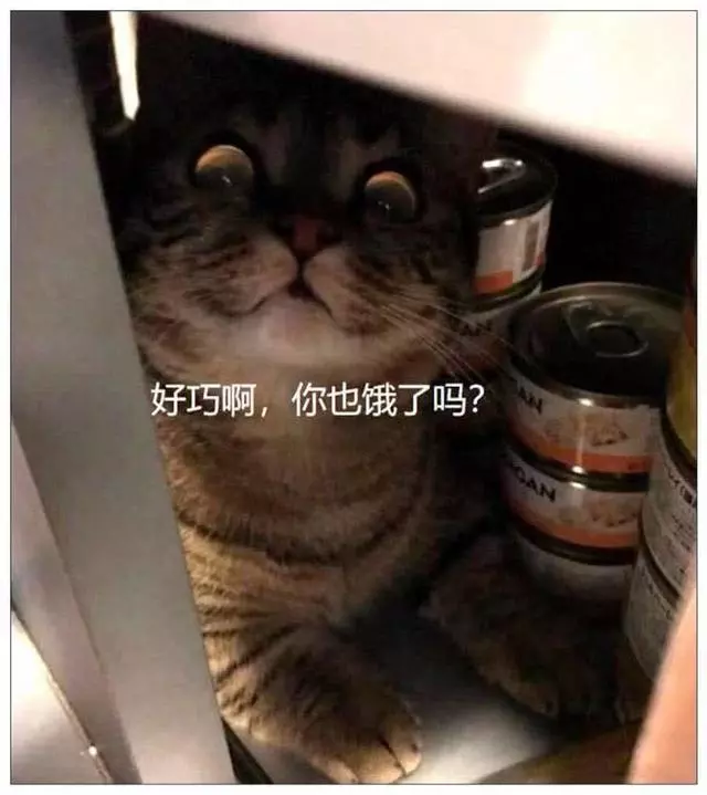 「半夜拿宵夜」被抓包!吃貨貓「抬下巴+吊眼珠」:你敢說出去就...