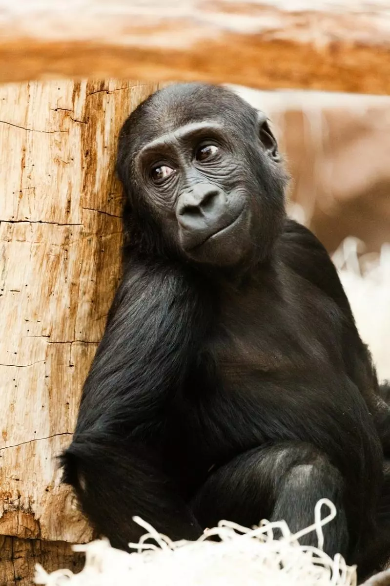 舉手投足都是超模風範 34隻「一看鏡頭就會擺Pose」的帥氣動物
