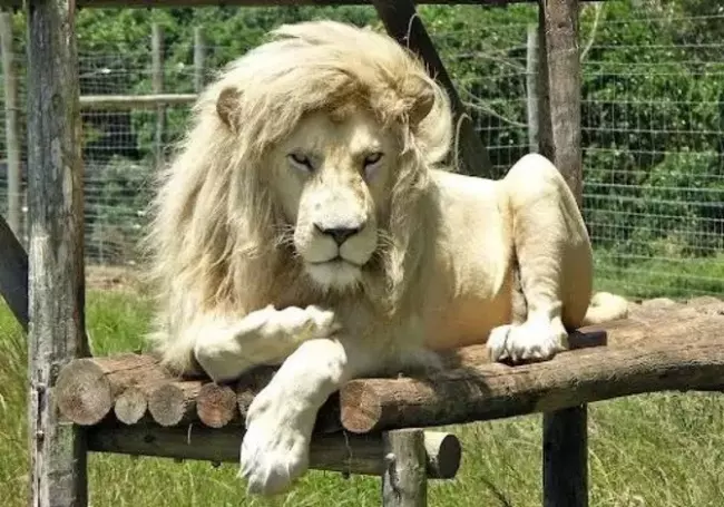 舉手投足都是超模風範 34隻「一看鏡頭就會擺Pose」的帥氣動物