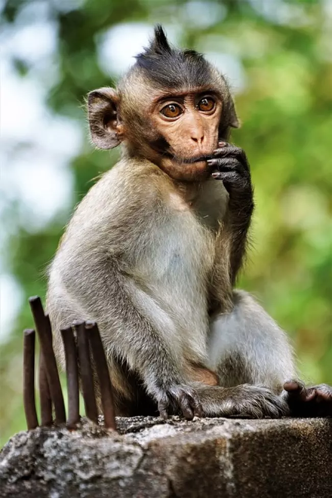 舉手投足都是超模風範 34隻「一看鏡頭就會擺Pose」的帥氣動物