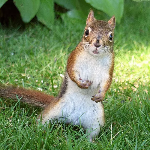 舉手投足都是超模風範 34隻「一看鏡頭就會擺Pose」的帥氣動物