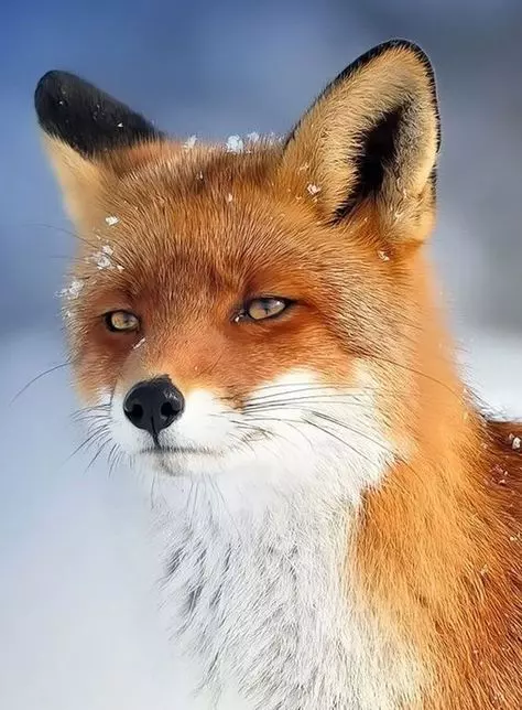 舉手投足都是超模風範 34隻「一看鏡頭就會擺Pose」的帥氣動物