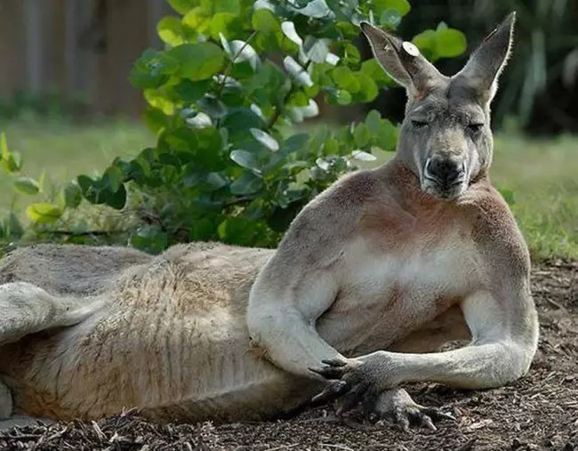舉手投足都是超模風範 34隻「一看鏡頭就會擺Pose」的帥氣動物