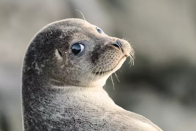 舉手投足都是超模風範 34隻「一看鏡頭就會擺Pose」的帥氣動物