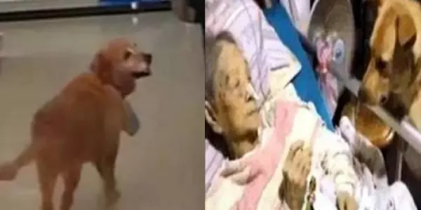 狗狗每天到超市偷餅乾,店主跟蹤到狗狗家後,卻哭慘了…原來牠竟守候她多年…
