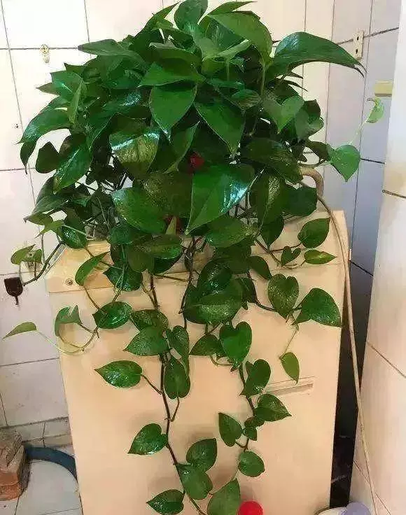 橘子皮放水裡泡一泡,勝過5瓶營養液,澆過的花油綠直冒芽!