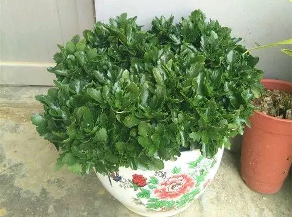 橘子皮放水裡泡一泡,勝過5瓶營養液,澆過的花油綠直冒芽!