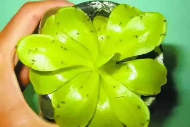 橘子皮放水裡泡一泡,勝過5瓶營養液,澆過的花油綠直冒芽!