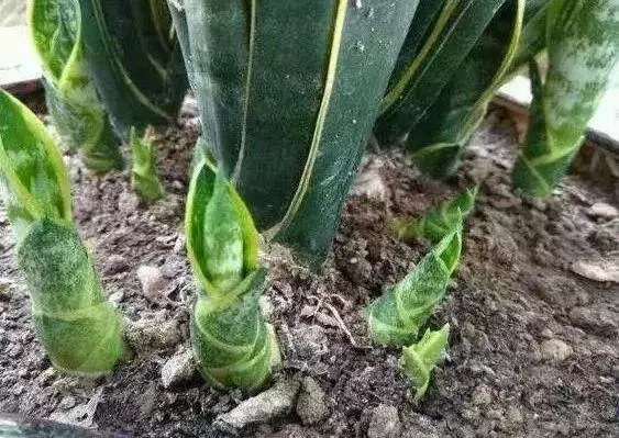 橘子皮放水裡泡一泡,勝過5瓶營養液,澆過的花油綠直冒芽!