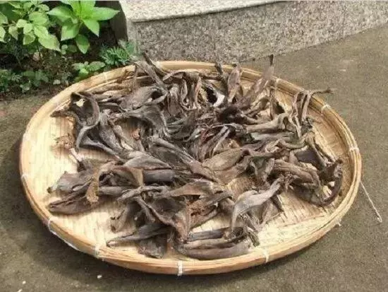橘子皮放水裡泡一泡,勝過5瓶營養液,澆過的花油綠直冒芽!