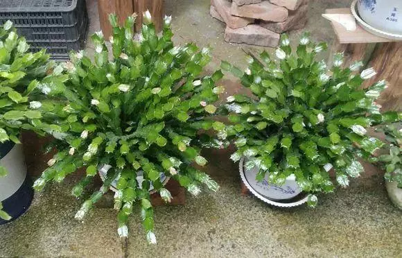 橘子皮放水裡泡一泡,勝過5瓶營養液,澆過的花油綠直冒芽!