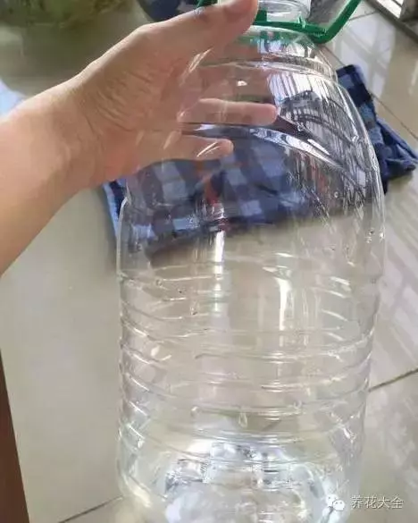橘子皮放水裡泡一泡,勝過5瓶營養液,澆過的花油綠直冒芽!