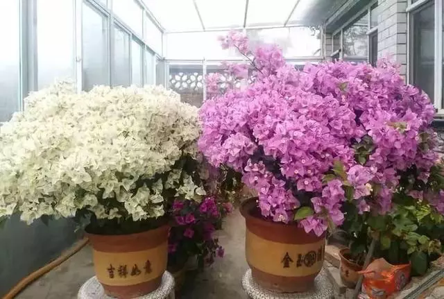 橘子皮放水裡泡一泡,勝過5瓶營養液,澆過的花油綠直冒芽!