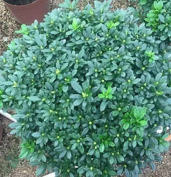 橘子皮放水裡泡一泡,勝過5瓶營養液,澆過的花油綠直冒芽!