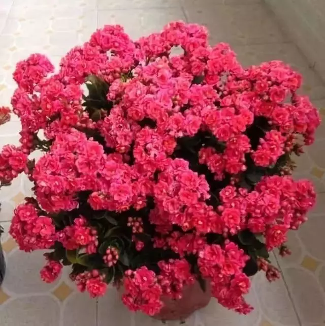 橘子皮放水裡泡一泡,勝過5瓶營養液,澆過的花油綠直冒芽!