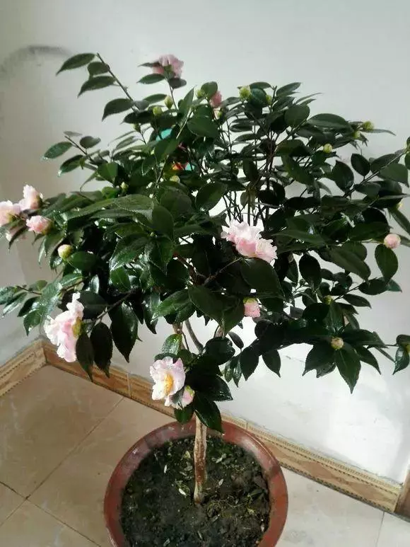 橘子皮放水裡泡一泡,勝過5瓶營養液,澆過的花油綠直冒芽!