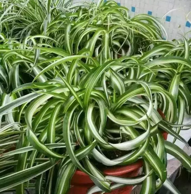 橘子皮放水裡泡一泡,勝過5瓶營養液,澆過的花油綠直冒芽!