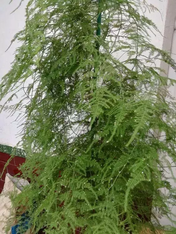 橘子皮放水裡泡一泡,勝過5瓶營養液,澆過的花油綠直冒芽!