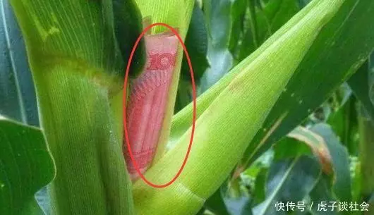 農村大爺清晨到玉米地,發現玉米上長百元大鈔,走近看卻攤在地上!