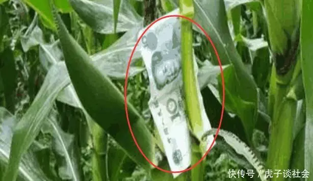 農村大爺清晨到玉米地,發現玉米上長百元大鈔,走近看卻攤在地上!
