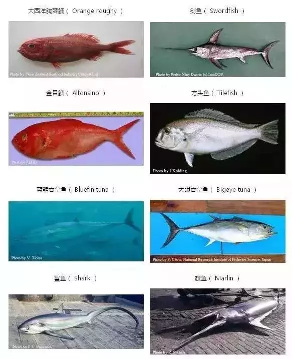 FDA最新公布:這7種魚不能給孩子吃,大人最好也別吃,尤其是媽媽們
