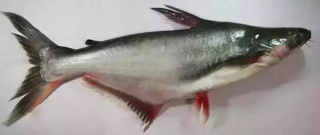 FDA最新公布:這7種魚不能給孩子吃,大人最好也別吃,尤其是媽媽們