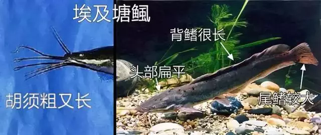 FDA最新公布:這7種魚不能給孩子吃,大人最好也別吃,尤其是媽媽們