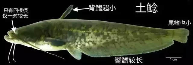FDA最新公布:這7種魚不能給孩子吃,大人最好也別吃,尤其是媽媽們