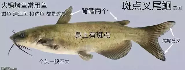 FDA最新公布:這7種魚不能給孩子吃,大人最好也別吃,尤其是媽媽們