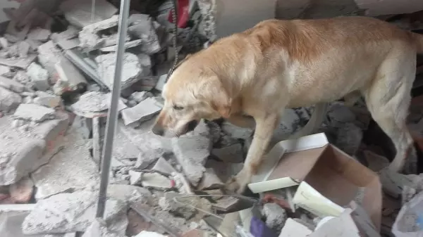 這隻搜救犬在地震災區「竭盡全力搜救」 ,找到7位生還者後「卻嚥下最後一口氣」