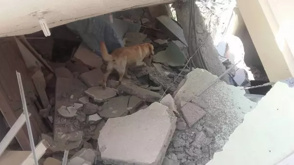 這隻搜救犬在地震災區「竭盡全力搜救」 ,找到7位生還者後「卻嚥下最後一口氣」