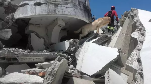 這隻搜救犬在地震災區「竭盡全力搜救」 ,找到7位生還者後「卻嚥下最後一口氣」