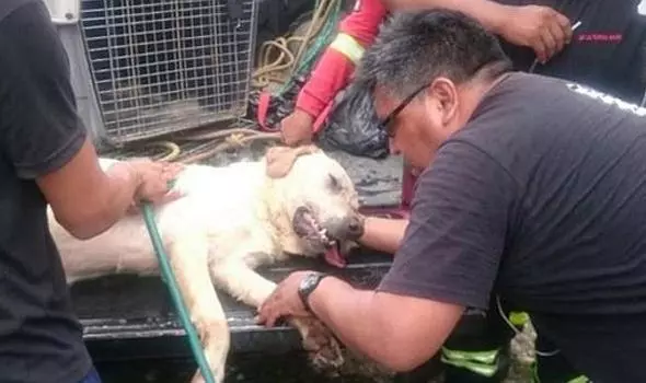 這隻搜救犬在地震災區「竭盡全力搜救」 ,找到7位生還者後「卻嚥下最後一口氣」