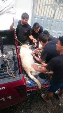 這隻搜救犬在地震災區「竭盡全力搜救」 ,找到7位生還者後「卻嚥下最後一口氣」