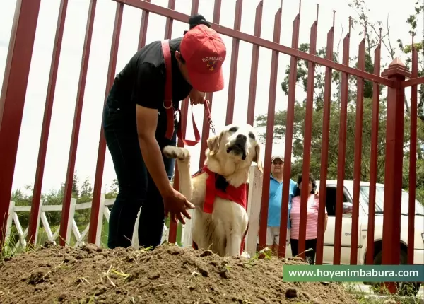 這隻搜救犬在地震災區「竭盡全力搜救」 ,找到7位生還者後「卻嚥下最後一口氣」