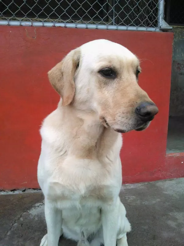 這隻搜救犬在地震災區「竭盡全力搜救」 ,找到7位生還者後「卻嚥下最後一口氣」