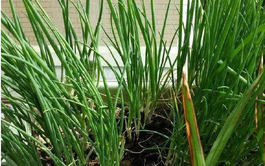 癌細胞最怕的「9種菜 」,告訴你愛的人一定要多吃,一輩子不得癌!
