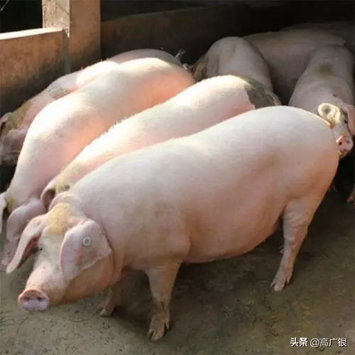 人類無肉不歡的秘密!