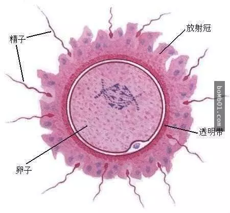 原來你會出生「並不是因為你是最快的精子」 早就有其它蝌蚪比你早到