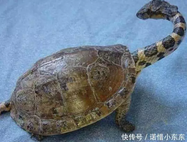 男子野外發現一隻怪異的烏龜,好奇帶回家,向專家請教,汗毛直豎