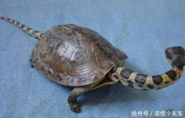 男子野外發現一隻怪異的烏龜,好奇帶回家,向專家請教,汗毛直豎