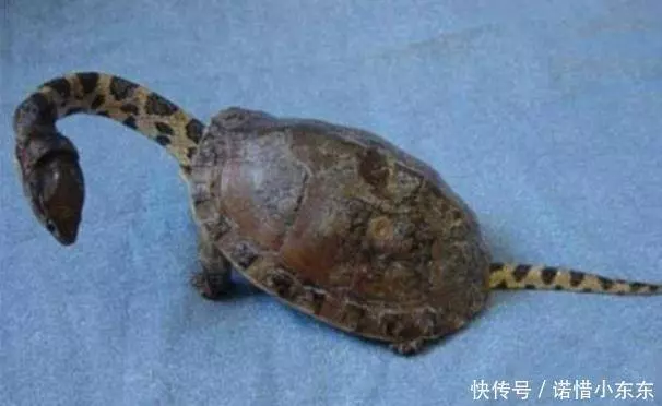 男子野外發現一隻怪異的烏龜,好奇帶回家,向專家請教,汗毛直豎