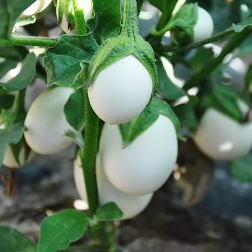 爺爺在陽臺種「雞蛋」,一盆收穫20個,2個月摘一茬,好看又好吃