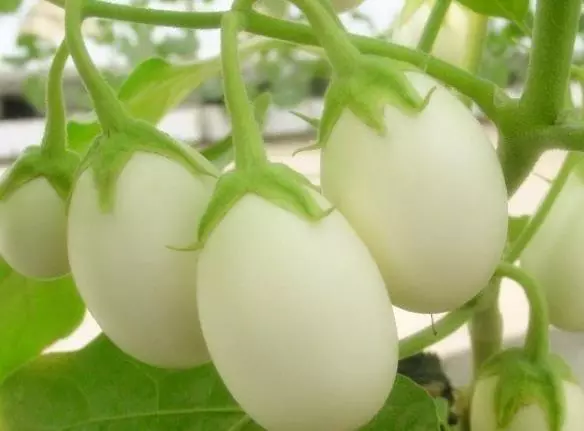 爺爺在陽臺種「雞蛋」,一盆收穫20個,2個月摘一茬,好看又好吃