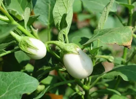 爺爺在陽臺種「雞蛋」,一盆收穫20個,2個月摘一茬,好看又好吃