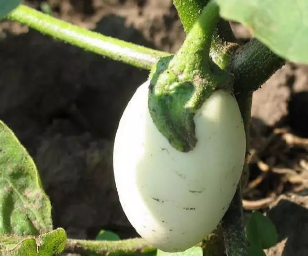 爺爺在陽臺種「雞蛋」,一盆收穫20個,2個月摘一茬,好看又好吃