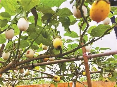 爺爺在陽臺種「雞蛋」,一盆收穫20個,2個月摘一茬,好看又好吃
