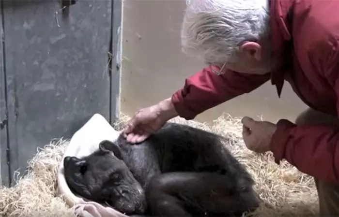 59 歲垂死的黑猩猩拒絕進食,但是當牠認出「照顧過牠的老朋友聲音」時。。。